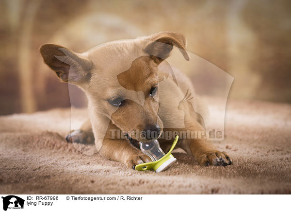 liegender Welpe / lying Puppy / RR-67996