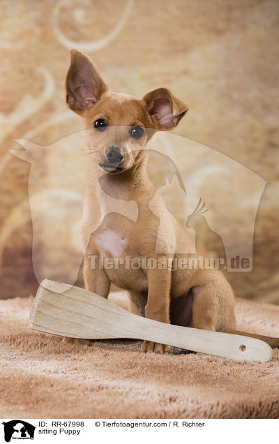 sitzender Welpe / sitting Puppy / RR-67998