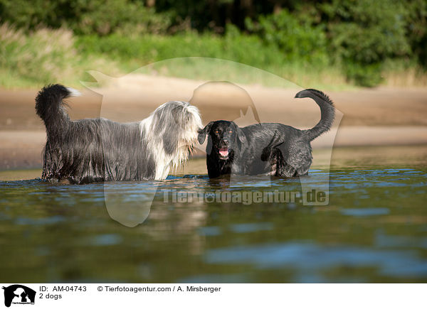 2 dogs / AM-04743