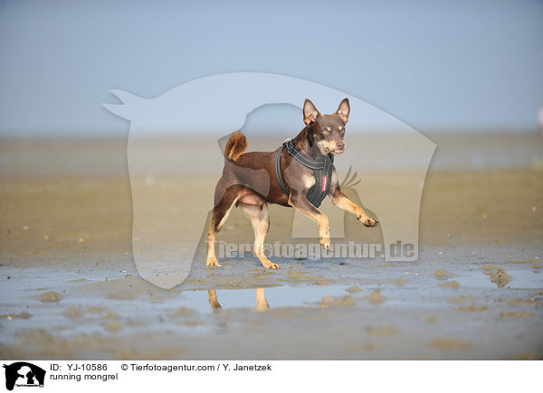 running mongrel / YJ-10586