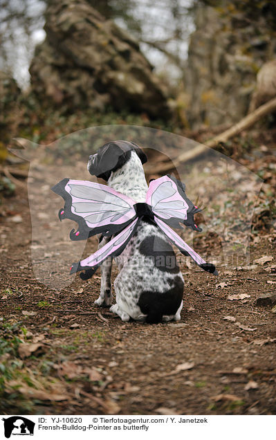 Franzsiche-Bulldogge-Pointer als Schmetterling / Frensh-Bulldog-Pointer as butterfly / YJ-10620