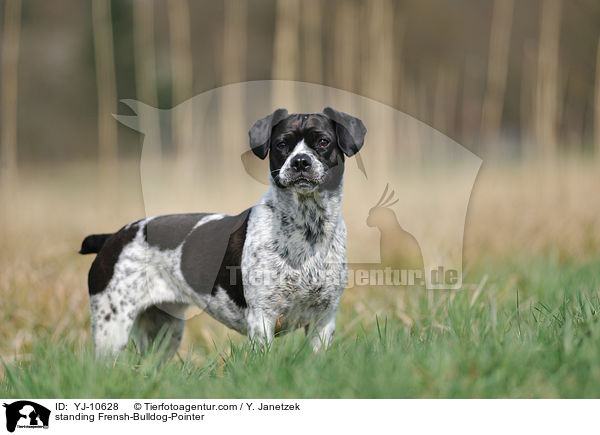 stehender Franzsiche-Bulldogge-Pointer / standing Frensh-Bulldog-Pointer / YJ-10628