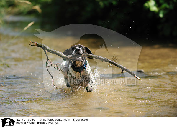 spielender Franzsiche-Bulldogge-Pointer / playing Frensh-Bulldog-Pointer / YJ-10630