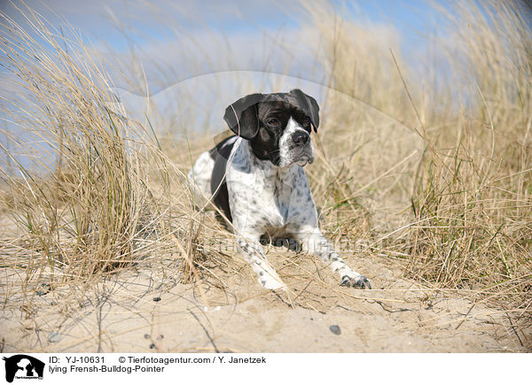 liegender Franzsiche-Bulldogge-Pointer / lying Frensh-Bulldog-Pointer / YJ-10631
