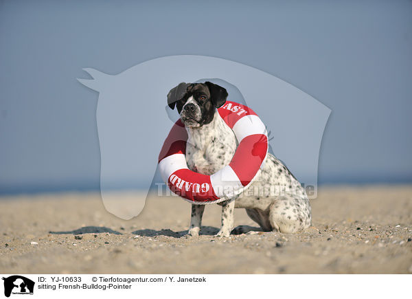 sitzender Franzsiche-Bulldogge-Pointer / sitting Frensh-Bulldog-Pointer / YJ-10633