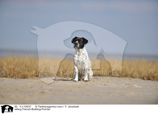 sitzender Franzsiche-Bulldogge-Pointer / sitting Frensh-Bulldog-Pointer / YJ-10637
