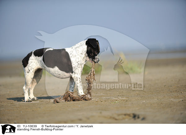 stehender Franzsiche-Bulldogge-Pointer / standing Frensh-Bulldog-Pointer / YJ-10639