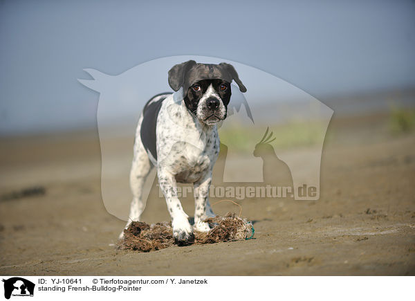 stehender Franzsiche-Bulldogge-Pointer / standing Frensh-Bulldog-Pointer / YJ-10641