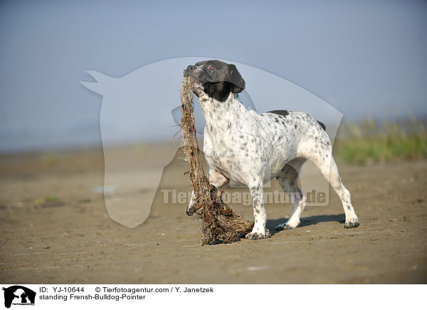 stehender Franzsiche-Bulldogge-Pointer / standing Frensh-Bulldog-Pointer / YJ-10644