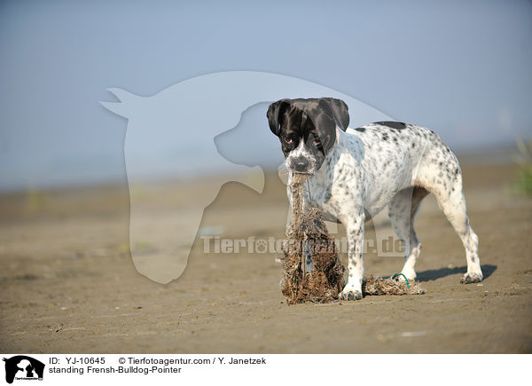 stehender Franzsiche-Bulldogge-Pointer / standing Frensh-Bulldog-Pointer / YJ-10645