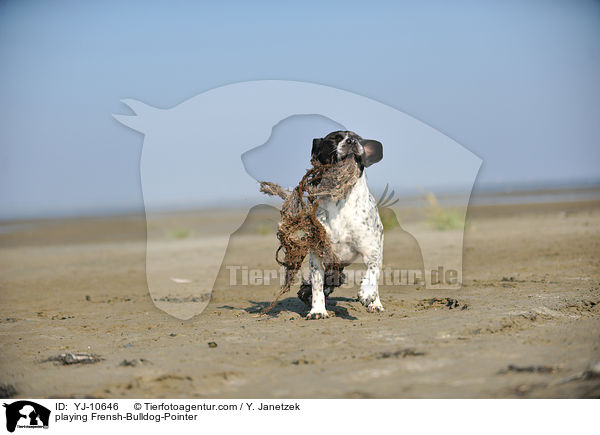 spielender Franzsiche-Bulldogge-Pointer / playing Frensh-Bulldog-Pointer / YJ-10646