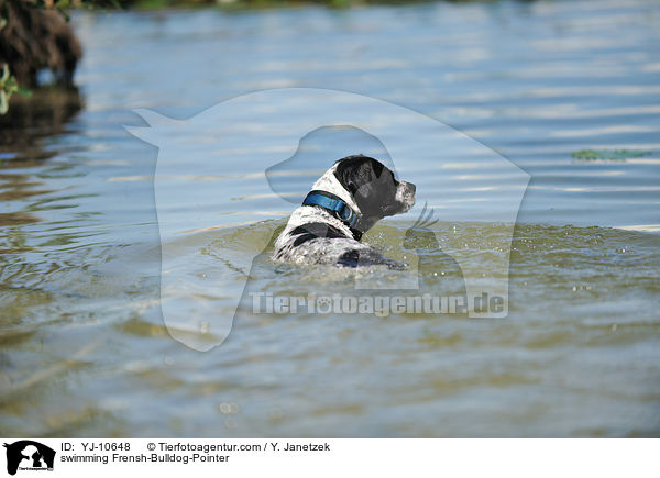 schwimmender Franzsiche-Bulldogge-Pointer / swimming Frensh-Bulldog-Pointer / YJ-10648