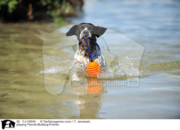 spielender Franzsiche-Bulldogge-Pointer / playing Frensh-Bulldog-Pointer / YJ-10649