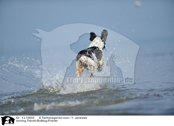 rennender Franzsiche-Bulldogge-Pointer / running Frensh-Bulldog-Pointer / YJ-10655