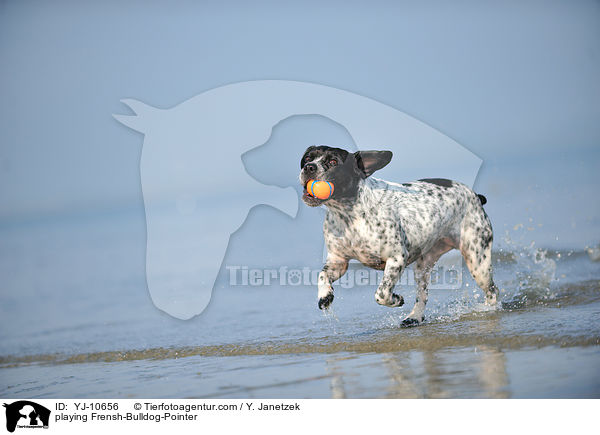 spielender Franzsiche-Bulldogge-Pointer / playing Frensh-Bulldog-Pointer / YJ-10656