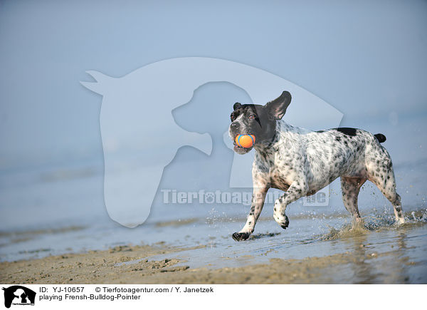 spielender Franzsiche-Bulldogge-Pointer / playing Frensh-Bulldog-Pointer / YJ-10657