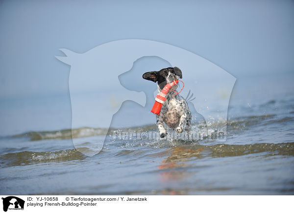 spielender Franzsiche-Bulldogge-Pointer / playing Frensh-Bulldog-Pointer / YJ-10658