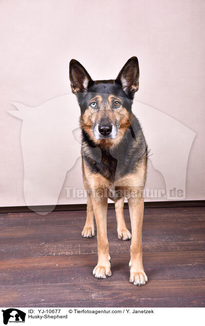 Schferhund-Husky / Husky-Shepherd / YJ-10677