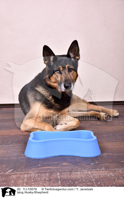 liegender Schferhund-Husky / lying Husky-Shepherd / YJ-10679