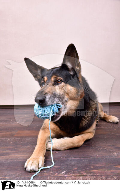 liegender Schferhund-Husky / lying Husky-Shepherd / YJ-10684