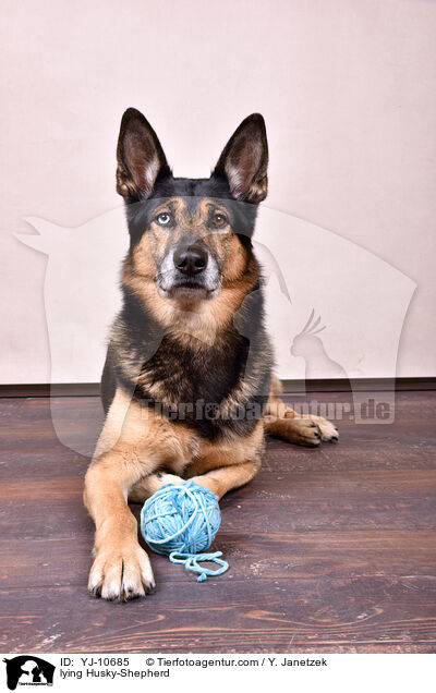 liegender Schferhund-Husky / lying Husky-Shepherd / YJ-10685