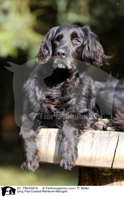 liegender Flat-Coated-Retriever-Mischling / lying Flat-Coated-Retriever-Mongrel / PM-05874