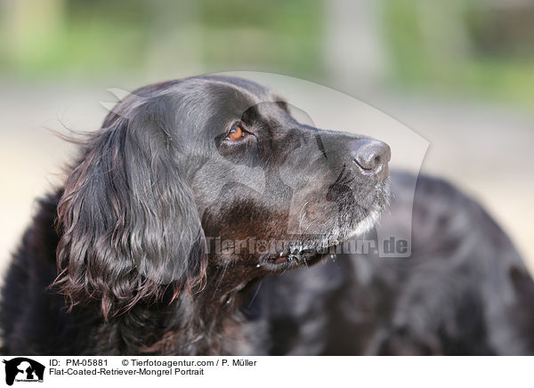 Flat-Coated-Retriever-Mongrel Portrait / PM-05881