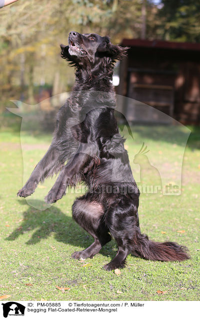 Flat-Coated-Retriever-Mischling macht Mnnchen / begging Flat-Coated-Retriever-Mongrel / PM-05885