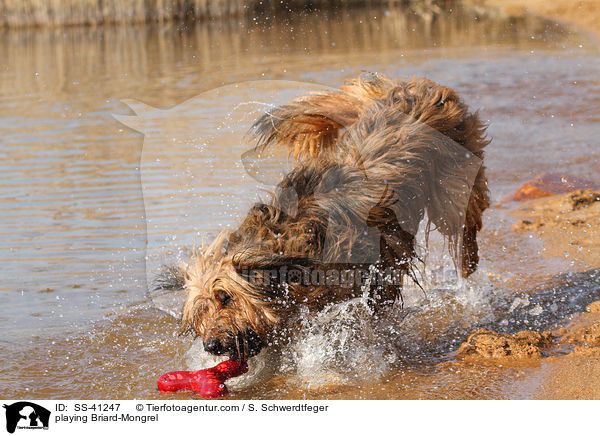 spielender Briard-Mischling / playing Briard-Mongrel / SS-41247