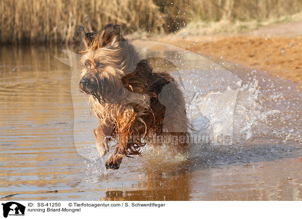 running Briard-Mongrel / SS-41250