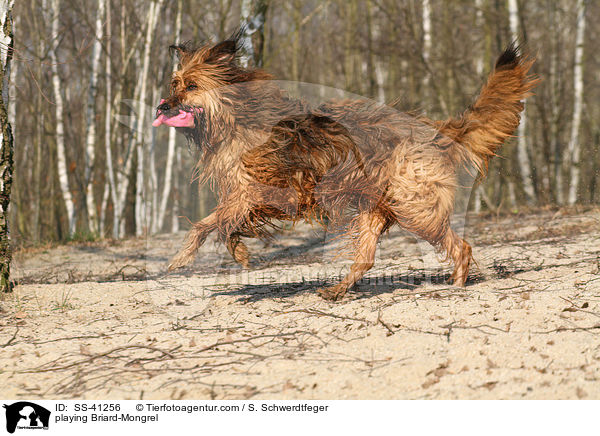 spielender Briard-Mischling / playing Briard-Mongrel / SS-41256