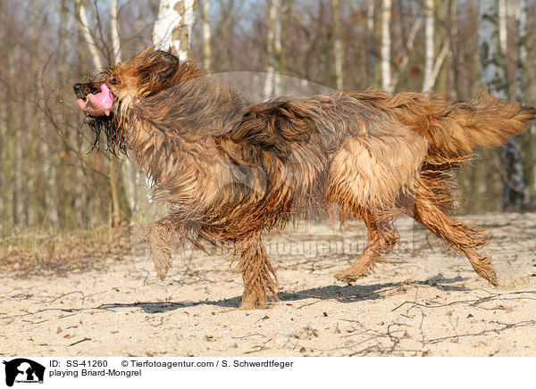 spielender Briard-Mischling / playing Briard-Mongrel / SS-41260