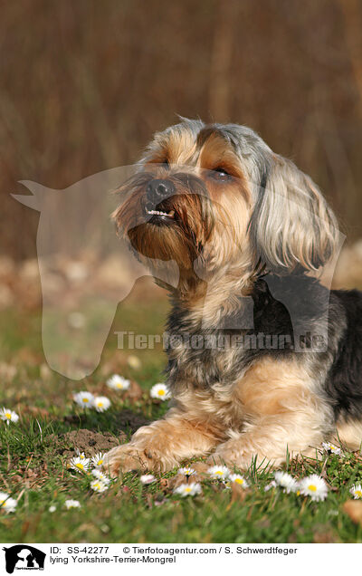 liegender Yorkshire-Terrier-Mischling / lying Yorkshire-Terrier-Mongrel / SS-42277