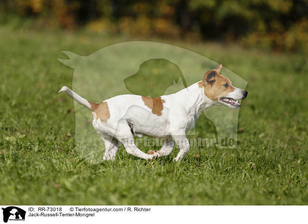 Jack-Russell-Terrier-Mischling / Jack-Russell-Terrier-Mongrel / RR-73018