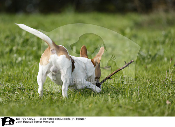 Jack-Russell-Terrier-Mischling / Jack-Russell-Terrier-Mongrel / RR-73022