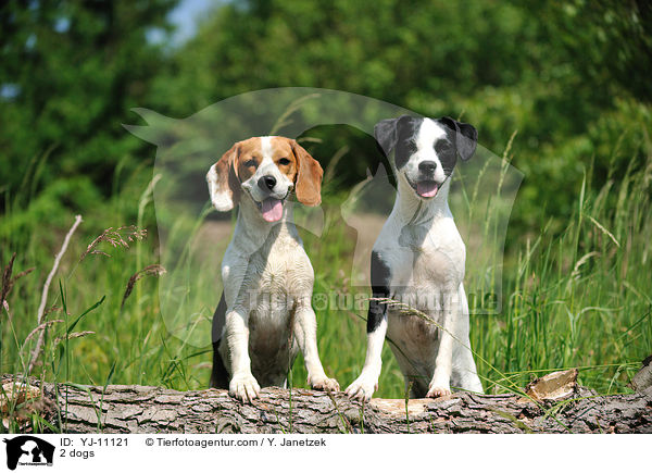 2 Hunde / 2 dogs / YJ-11121