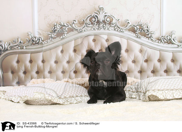 liegender Franzsiche-Bulldogge-Mischling / lying Frensh-Bulldog-Mongrel / SS-43566
