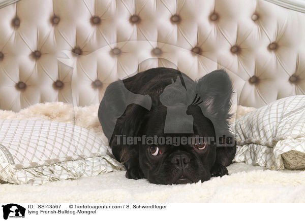 liegender Franzsiche-Bulldogge-Mischling / lying Frensh-Bulldog-Mongrel / SS-43567
