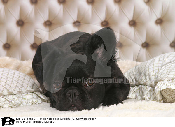 liegender Franzsiche-Bulldogge-Mischling / lying Frensh-Bulldog-Mongrel / SS-43569