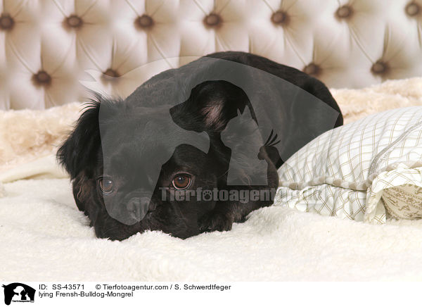 liegender Franzsiche-Bulldogge-Mischling / lying Frensh-Bulldog-Mongrel / SS-43571