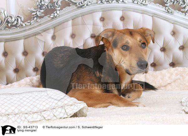 liegender Mischling / lying mongrel / SS-43713