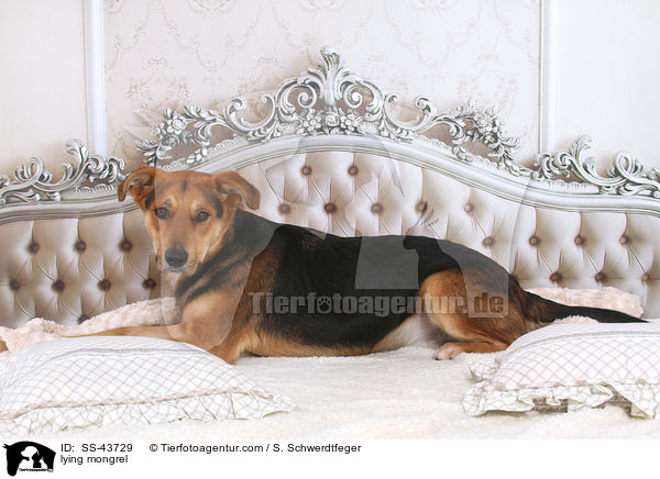 liegender Mischling / lying mongrel / SS-43729