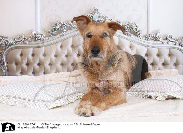 liegender Airedale-Terrier-Schferhund / lying Airedale-Terrier-Shepherd / SS-43741