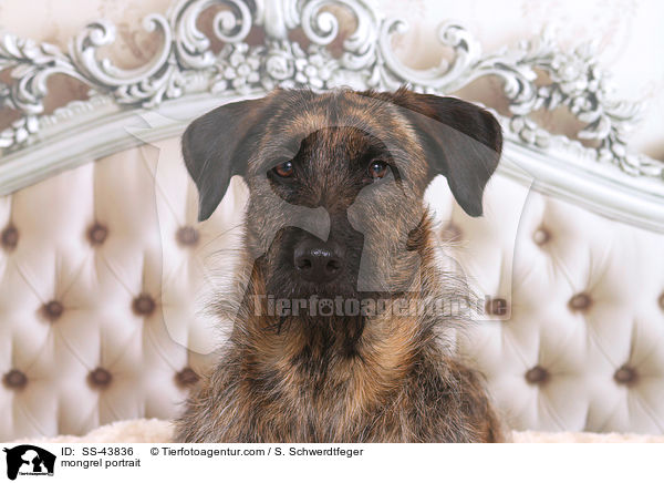 mongrel portrait / SS-43836