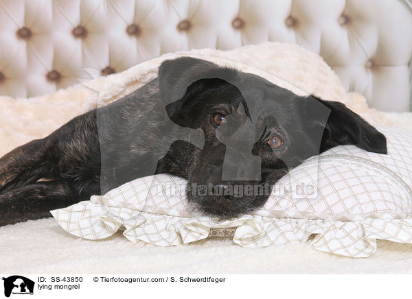 liegender Mischling / lying mongrel / SS-43850