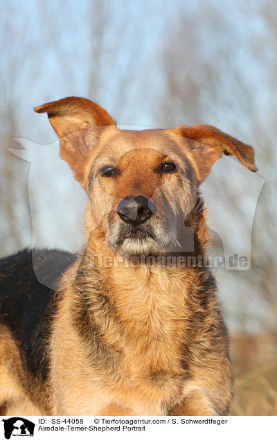 Airedale-Terrier-Schferhund Portrait / Airedale-Terrier-Shepherd Portrait / SS-44058