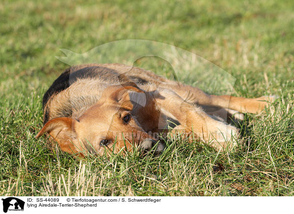 liegender Airedale-Terrier-Schferhund / lying Airedale-Terrier-Shepherd / SS-44089
