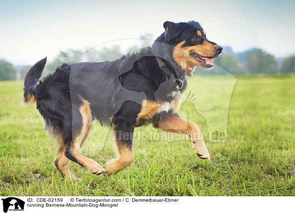 rennender Berner-Sennenhund-Mischling / running Bernese-Mountain-Dog-Mongrel / CDE-02159