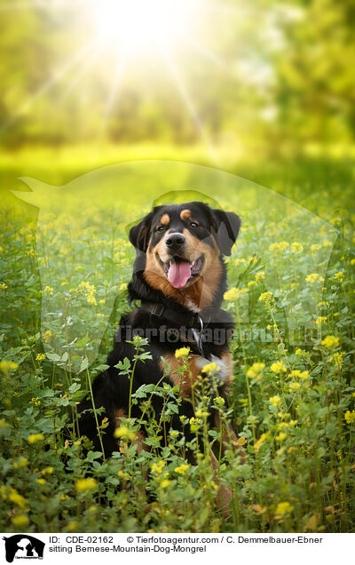 sitzender Berner-Sennenhund-Mischling / sitting Bernese-Mountain-Dog-Mongrel / CDE-02162