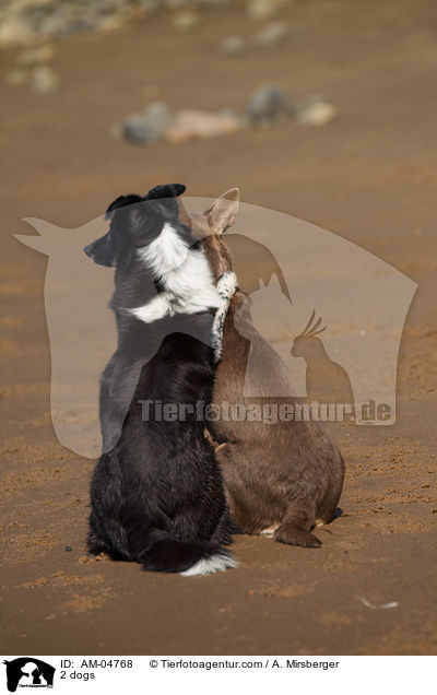 2 Hunde / 2 dogs / AM-04768